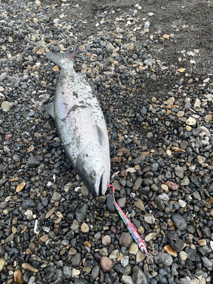 w7uPY4fk9Grxr3J's tweet photo. #道北日本海 
#岡ジグ 
#LT35 
#リペイント 
#海アメ
#海サクラ https://t.co/Zt0bOm3cuR