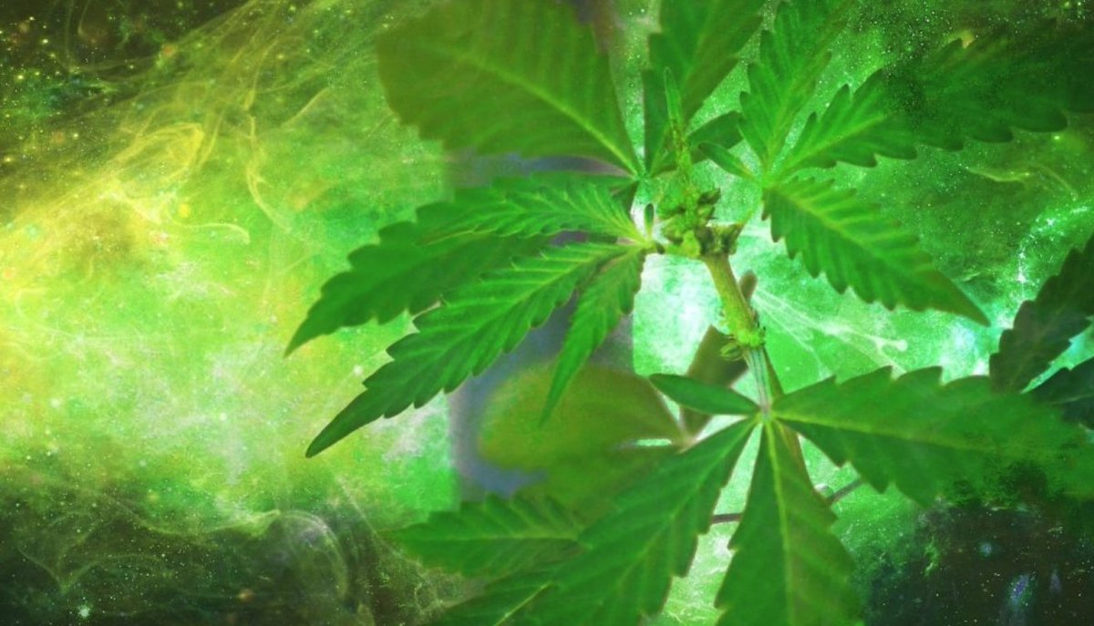 What Happens to Your Body After Ingesting Different Levels of THC

Dosing the perfect amount of THC can be a trying process. How do you get the perfect buzz to manage your knee pain? How do you find the best high for a post-work unwind?...

theweedblog.com/science/what-h…