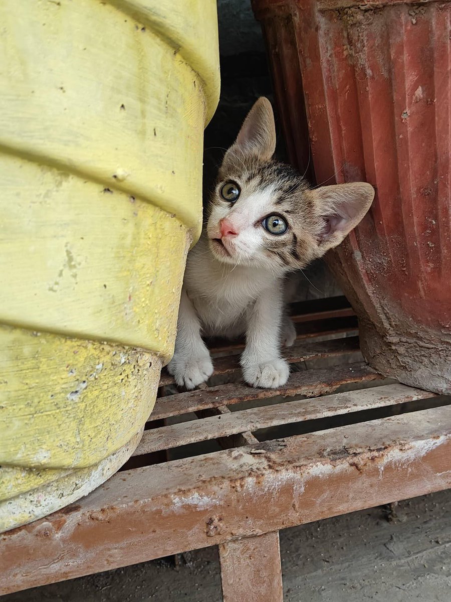Shubhra ๐ป๐ฉโ๐ปโ ๐ (@shubhradalakoti) on Twitter photo Kitten for adoption in CR Park, Delhi! ๐ฑโค๏ธ Looking for a forever home! ๐ If interested, ๐ง cat@dogwithblog.in #AdoptDontShop
RT! Kitten for adoption in CR Park, Delhi! ๐ฑโค๏ธ Looking for a forever home! ๐ If interested, ๐ง cat@dogwithblog.in #AdoptDontShop
RT!