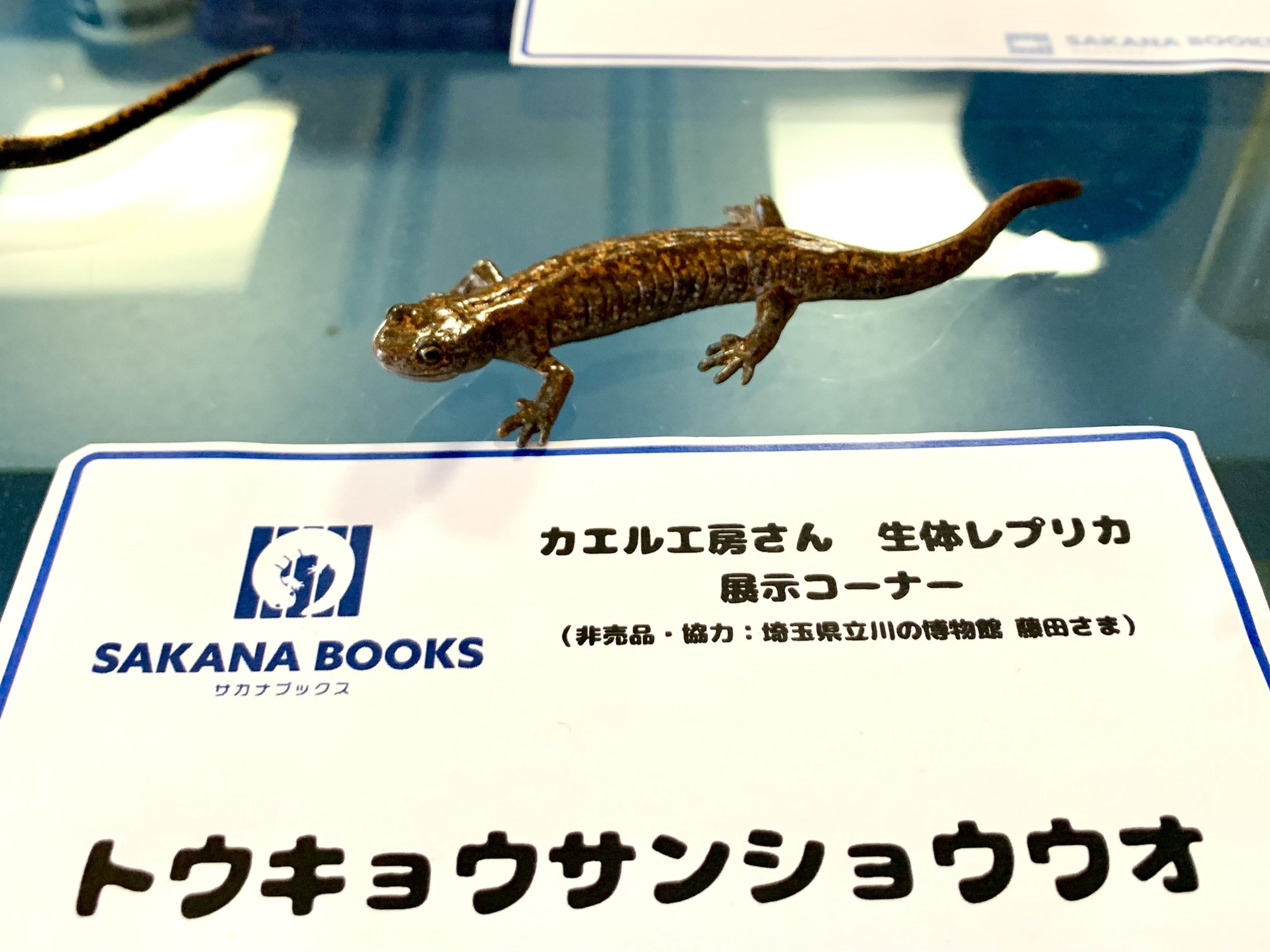 SAKANA BOOKS（サカナブックス）｜サカナに特化した本屋