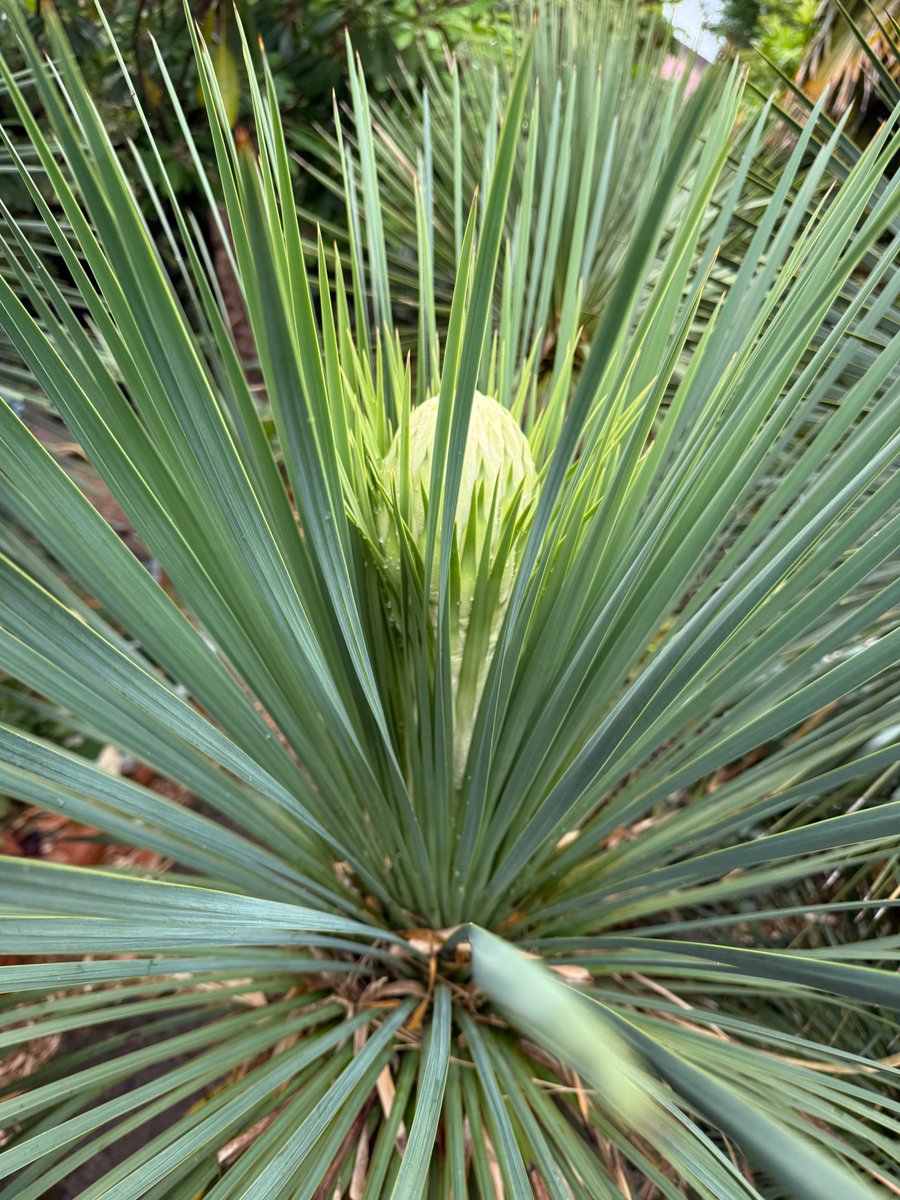 Two of my Yucca linearifolia starting to flower, I normally have at least one flowering every year.