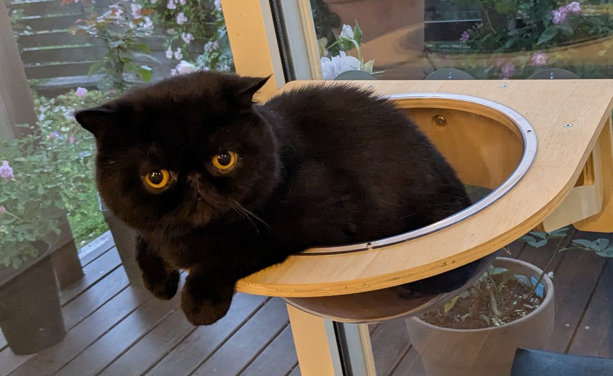 雨だニャア
窓辺で寛ぐ
おれオレオ🐱☔

#黒猫 #猫のいる暮らし #エキゾチックショートヘア #cat