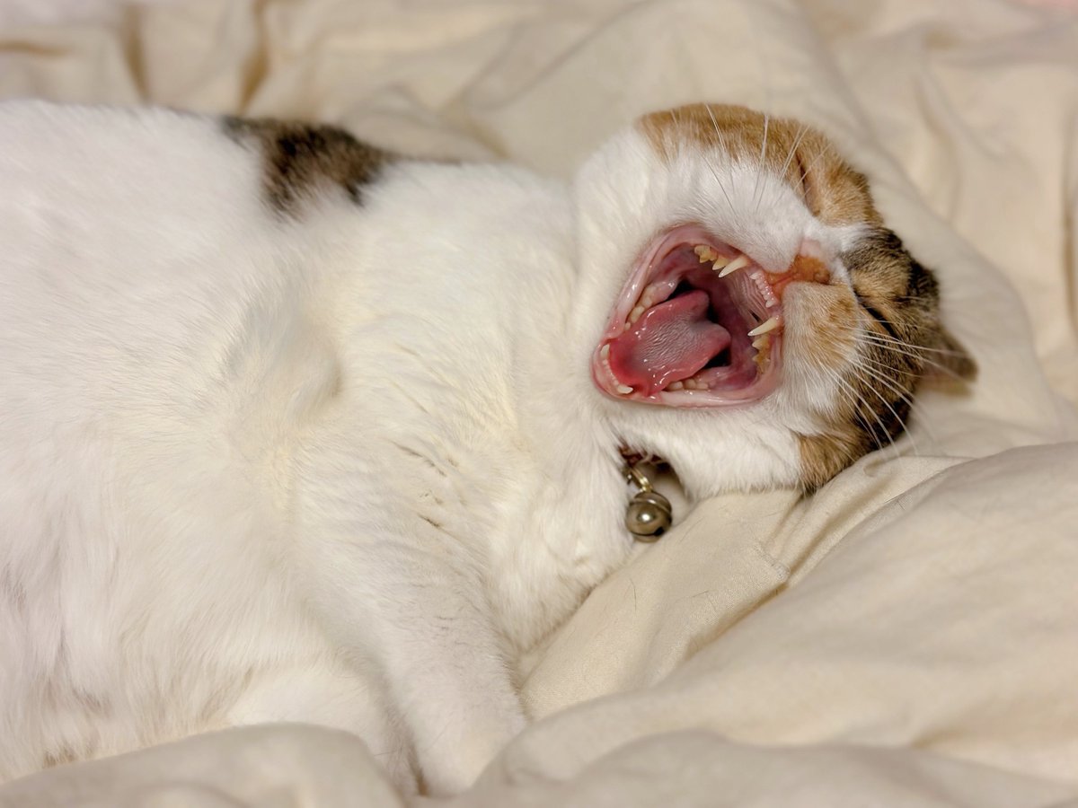 あやか tweet media