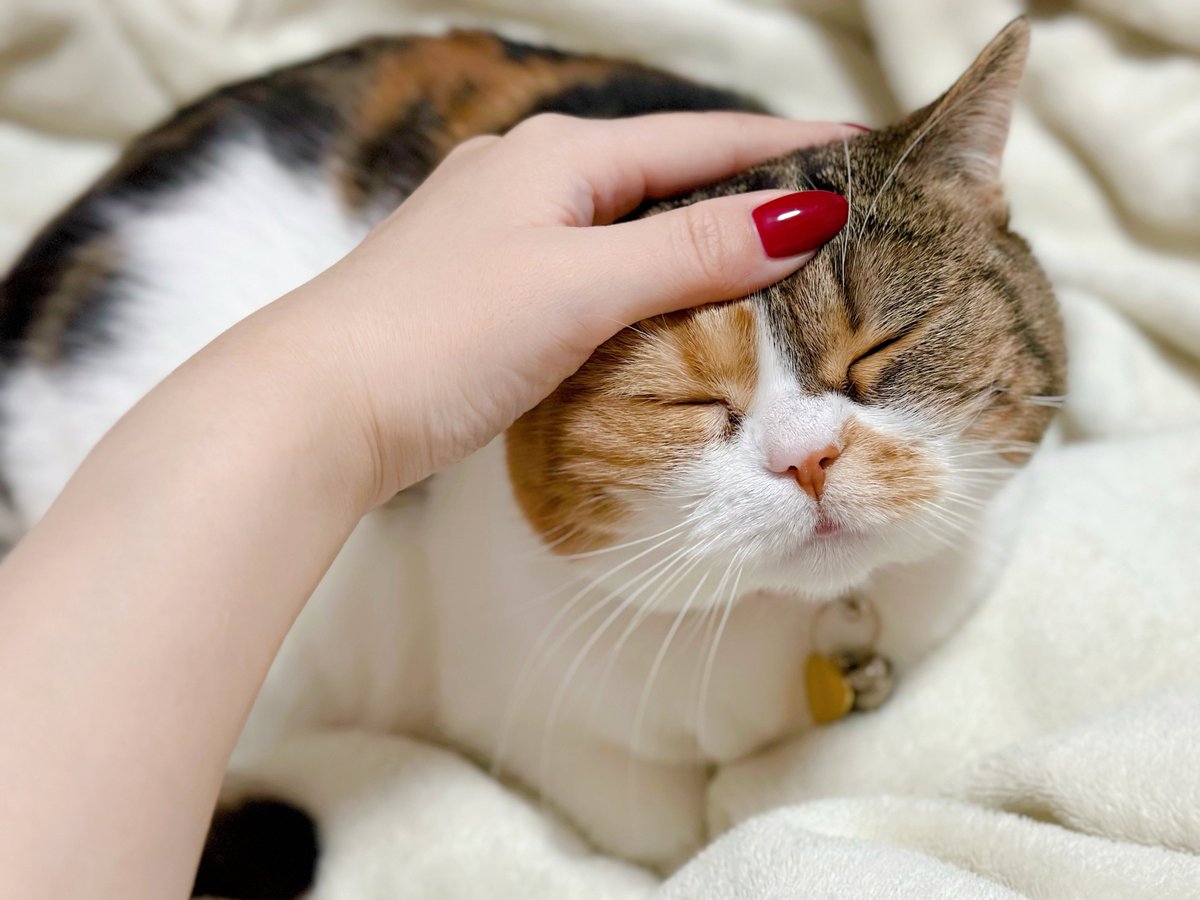 あやか tweet media