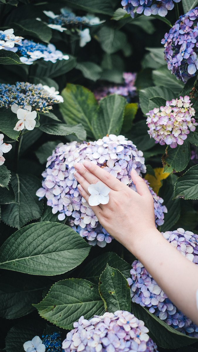 綺麗な花が似合う君へ