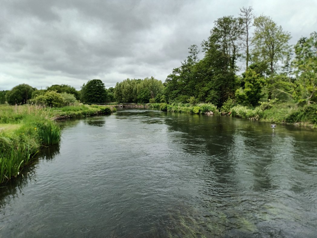 MelJD46's tweet photo. #Hampshire in nearly sunshine #riverTest #iris https://t.co/VggB4aYeCn