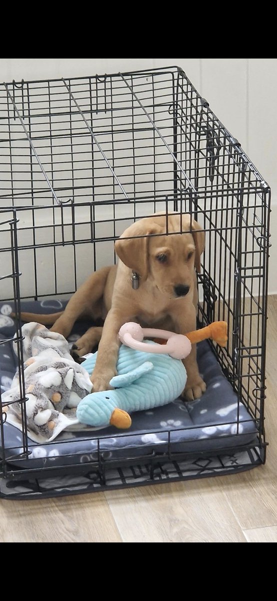 Paul Cornish tweet media