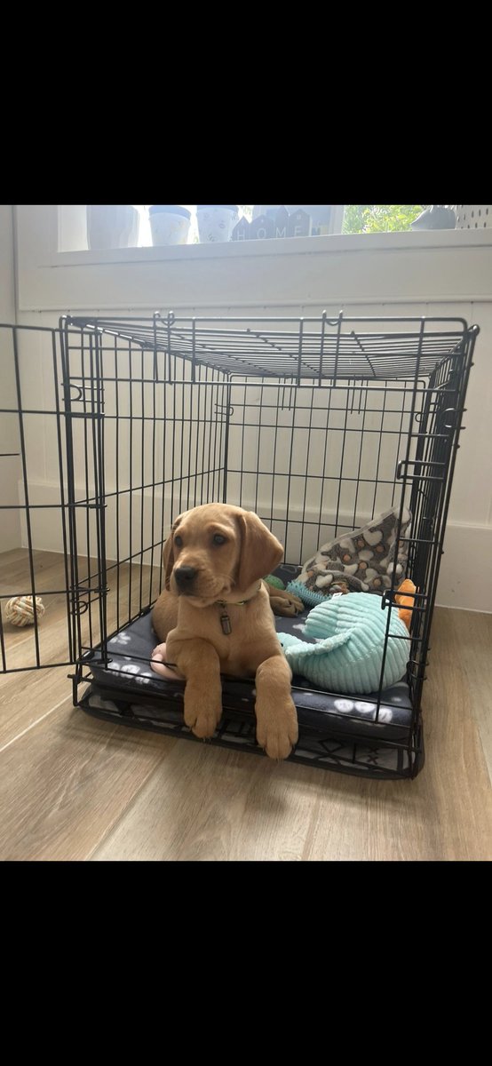 Paul Cornish tweet media