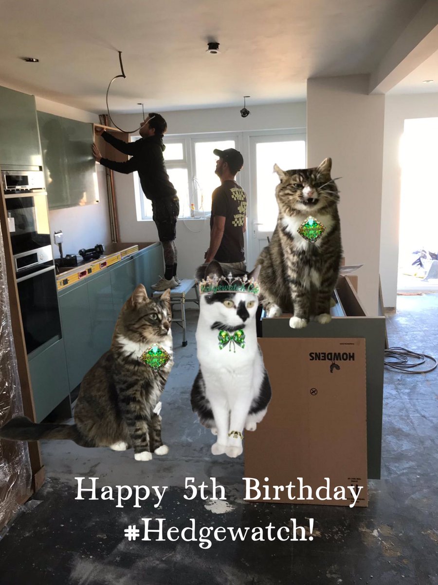 Mia ๐๏ธ peace and love ๐๏ธ Mittens (@mittensmia) on Twitter photo Happy Birthday #Hedgewatch and HQ! Please can we have 3 takemeowout bags? We canโt make it today as when the builders neeeded help with installing the new kitchen Mum offered us up as labourers, the cheek!
#HWCafe <a href="/jmw176/">Jacqui Wright & Ollie ๐</a> <a href="/SuperGr99797063/">Kevin ๐งก Kindness & Sidekick ๐ค Smudge</a> Happy Birthday #Hedgewatch and HQ! Please can we have 3 takemeowout bags? We canโt make it today as when the builders neeeded help with installing the new kitchen Mum offered us up as labourers, the cheek!
#HWCafe <a href="/jmw176/">Jacqui Wright & Ollie ๐</a> <a href="/SuperGr99797063/">Kevin ๐งก Kindness & Sidekick ๐ค Smudge</a>