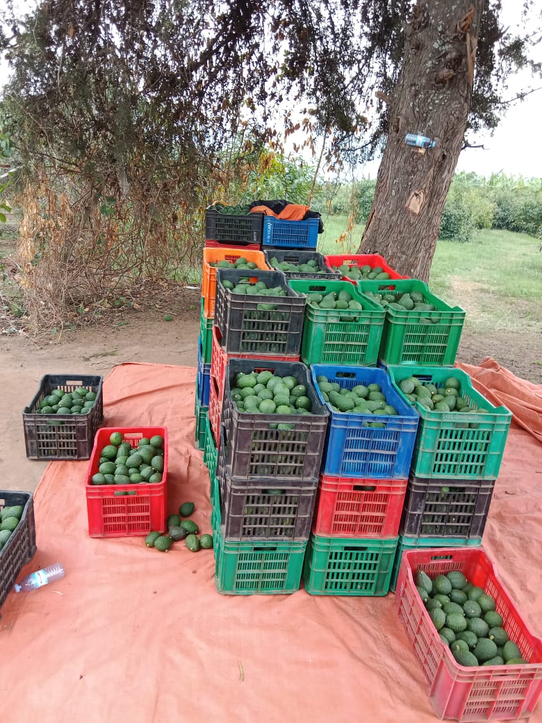 made in uganda online ltd tweet media