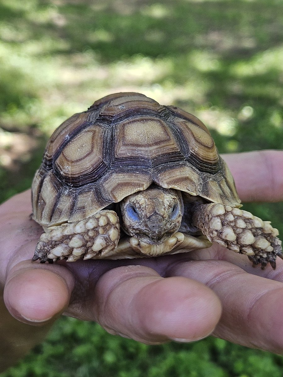 AlwaysNeedBait's tweet image. #turtleday but a day late