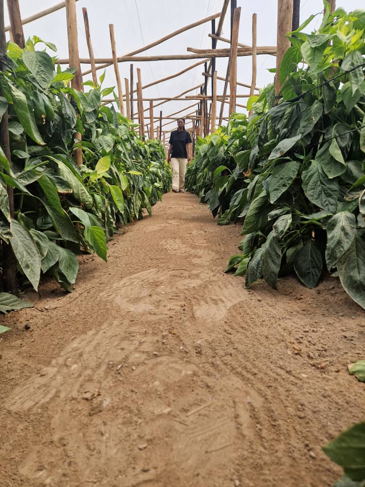 Cynthia Jera tweet media