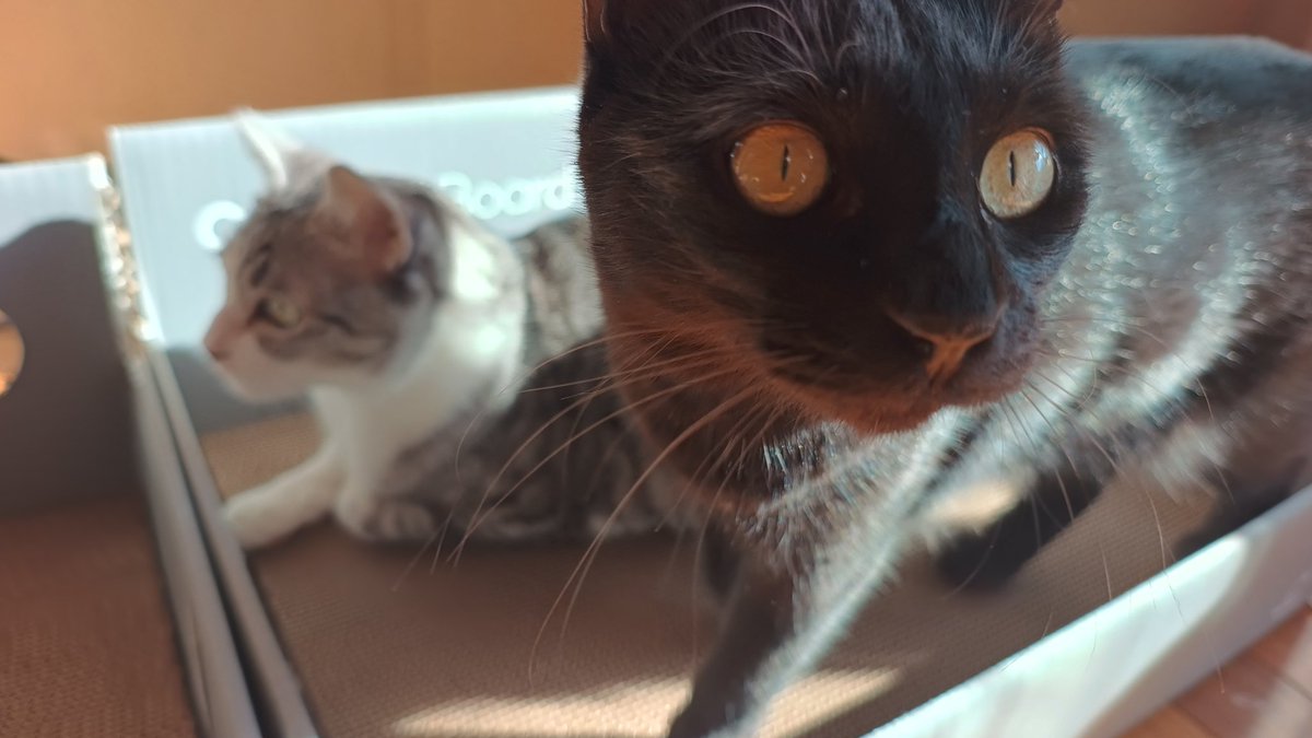 momo_turnt111's tweet photo. catlogの犬用データフィードバックに選んでいただきました🐕️
歩いたり寝たり、データからその姿が想像できてかわいいなぁってなる🤭

猫ともどもお世話になります！

#Catlog4Dogs https://t.co/tfBqOv7uAk