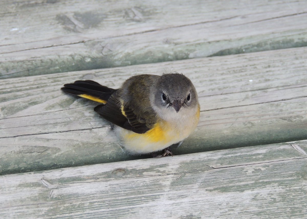 A cute little visitor on the front porch looking for his breakfast this morning. It is nice to see the colourful little birds around the house again now.