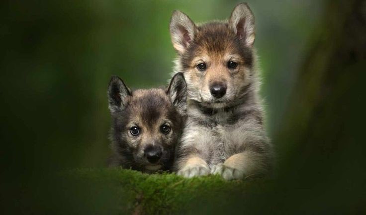 Wolf (@wolflope) on Twitter photo 