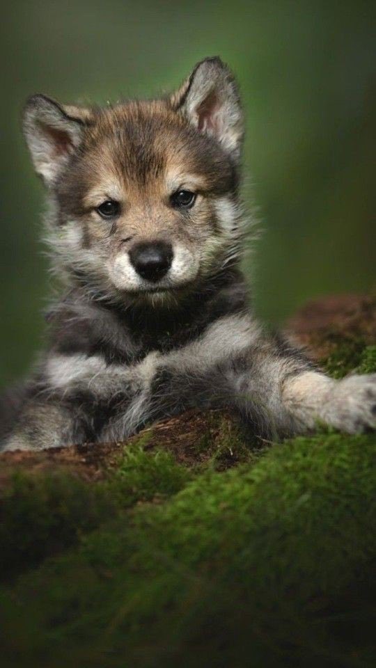 Wolf (@wolflope) on Twitter photo 