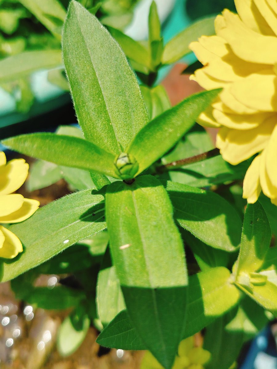 MrDSharma's tweet photo. #wellhidden
#flowers https://t.co/dJMCnWEFSx