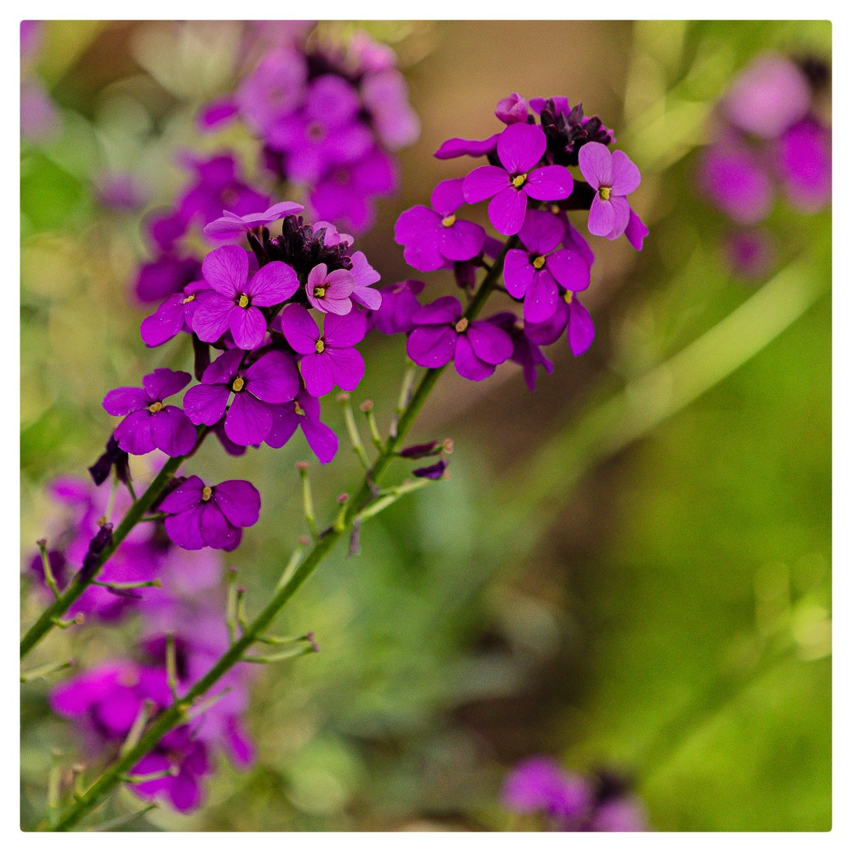 Purple &amp; Green. <a href="/5Naureen/">Naureen Khalid</a> <a href="/FrostlynneLynn/">Lynne Frost</a> <a href="/NuttyKnights/">Maria Knight</a> <a href="/JCadd/">Julie Caddell</a> <a href="/serudd1960/">Susan Rudd</a> <a href="/loz89/">Lauren Rowlands</a> <a href="/ShiresGirl/">Karen Weston 💙</a>