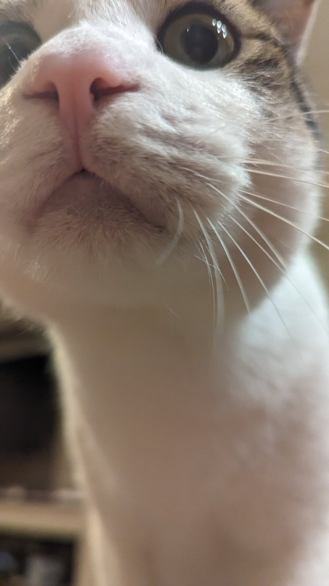 今、猫にお腹踏まれています