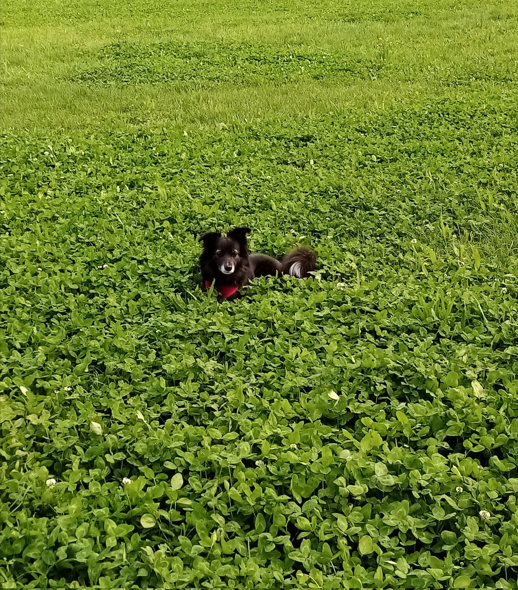 .. Splendore nell'erba 🎀
📷 Dodo'.