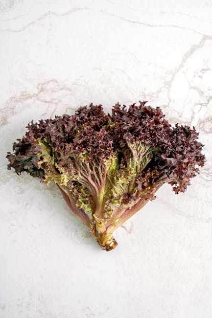 ASHS (@ashs_hort) on Twitter photo Far-red light applied at end-of-day had a small promotive effect on leaf expansion for seedlings of some lettuce cultivars early in development, but these effects may be limited by low temperature at night.
#HortScience doi.org/10.21273/HORTSā¦
<a href="/CSUAgSci/">CSU College of Agricultural Sciences</a> Far-red light applied at end-of-day had a small promotive effect on leaf expansion for seedlings of some lettuce cultivars early in development, but these effects may be limited by low temperature at night.
#HortScience doi.org/10.21273/HORTSā¦
<a href="/CSUAgSci/">CSU College of Agricultural Sciences</a>