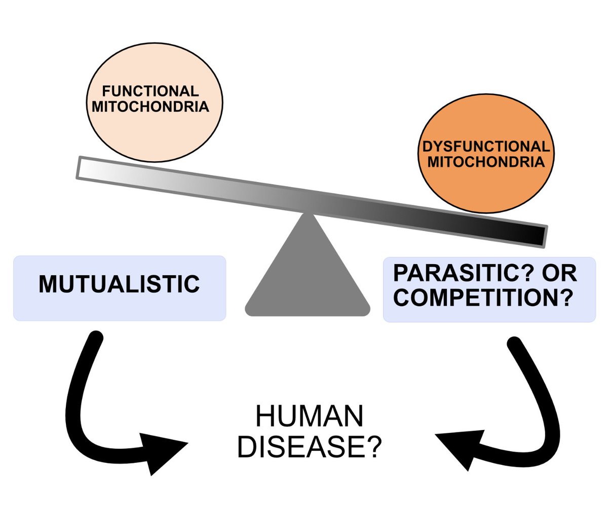 Relationship troubles at the mitochondrial level and what it might mean for human disease
By Rachel James

royalsocietypublishing.org/doi/epdf/10.10…