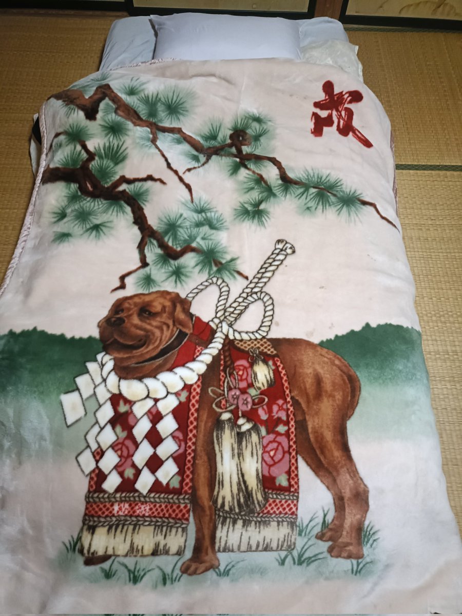 365nitiyasou's tweet image. 滞在先の毛布、強い