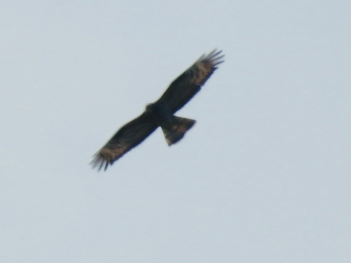 RichardPud1977's tweet photo. A couple of distant record images of the #HoneyBuzzard at #WykehamForest #Raptorviewpoint #NorthYorkshire yesterday pm #Shakeyphotography #Parkinsons @nybirdnews @teesbirds1 @RareBirdAlertUK @NaturalEngland @Natures_Voice @BBCSpringwatch @WildlifeMag @UKNikon #Birdsofprey https://t.co/7OKSIRNVj2