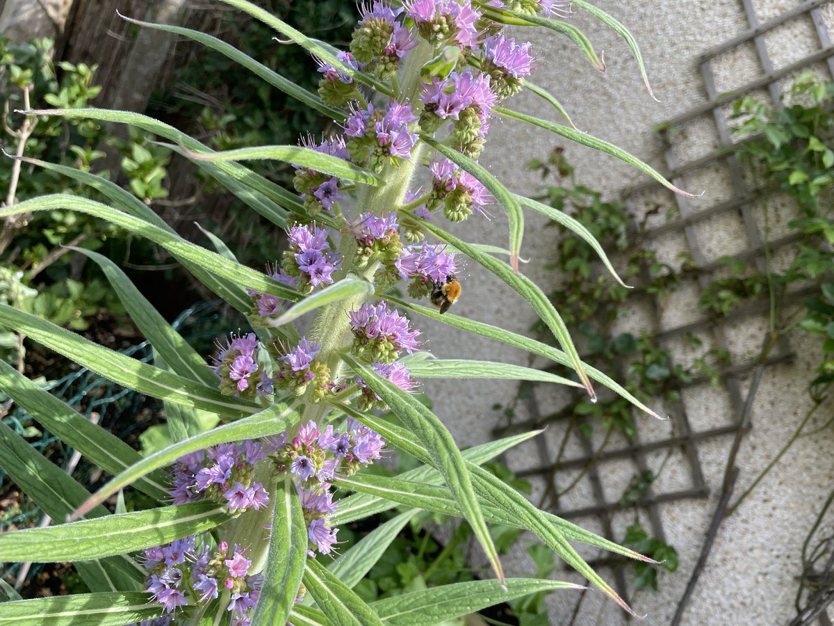 Alasdair Busby tweet media