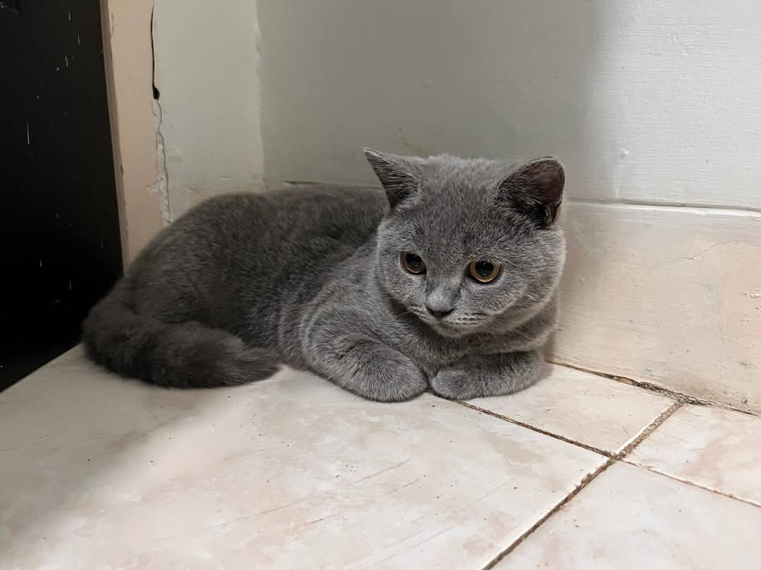 🦈 SUROBOYOFESS 🐊 tweet media