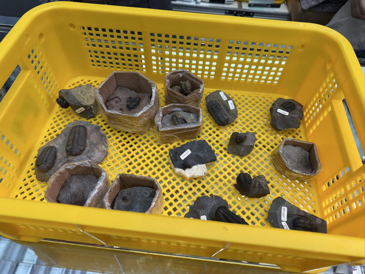 本日はテーチスにお越しいただきありがとうございました！
ハミィ氏の三葉虫、大変人気です😄✨

ハミィ氏が日本に来られることはなかなかないのでこの機会にいかがでしょうか(✨サインもできますよ！✨)
弊ブースにてお待ちしております🙇

#新宿ミネラルショー　#東京国際ミネラルフェア