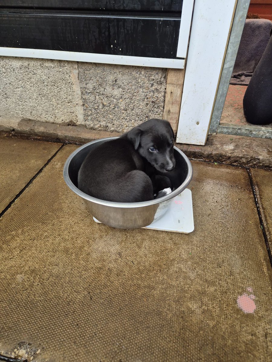 CoppiceKennels's tweet image. “Breakfast done… I’ll sit in the bowl” 😍😍😍