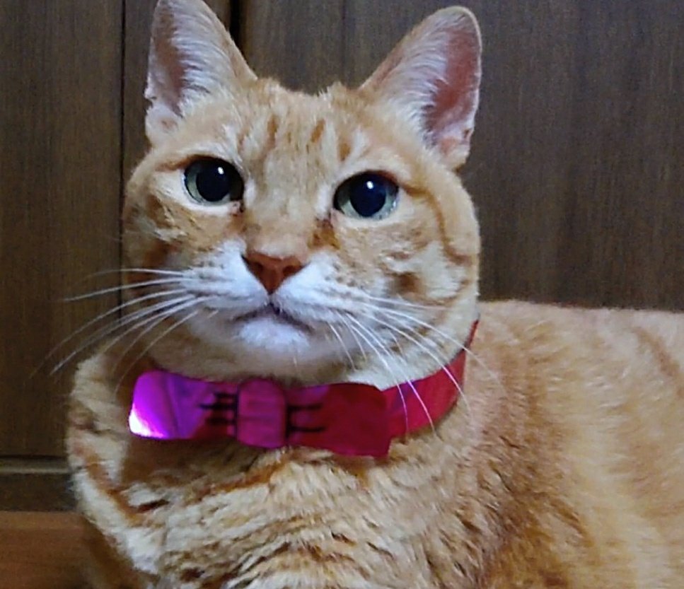 ノーマルっぽいの描いてもらってなかったので描いてもらいました 16歳