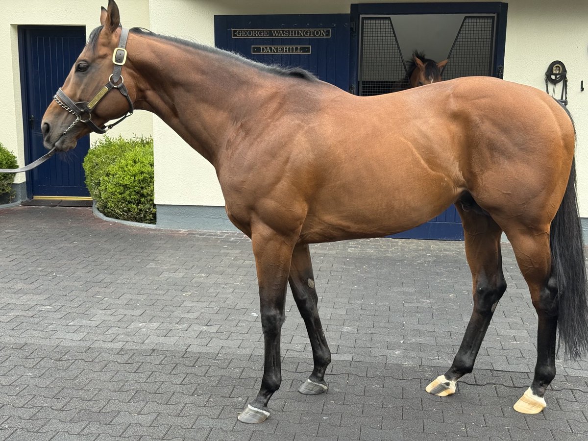 Little Big Bear is a 🦍