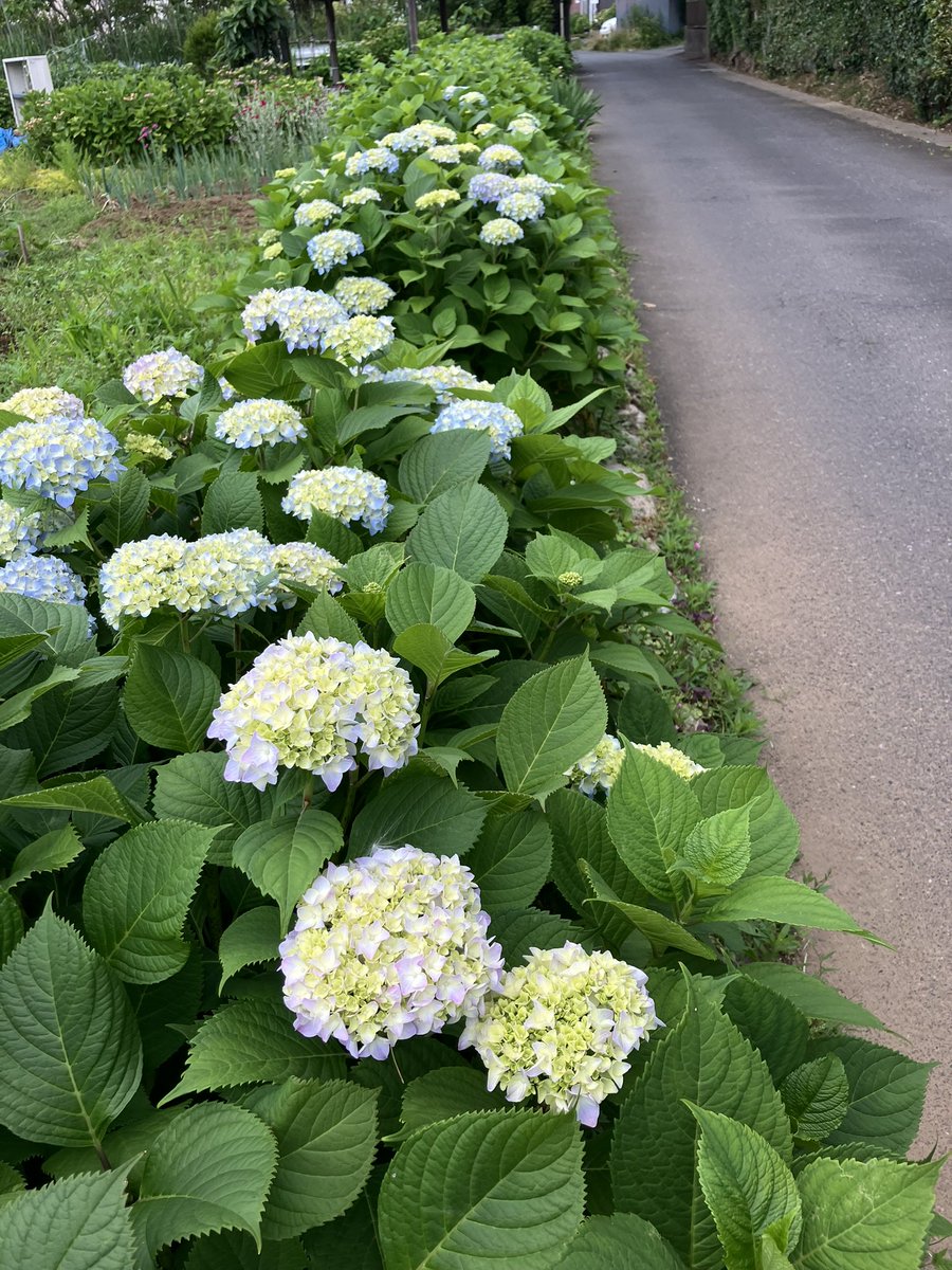 Suzu3477's tweet photo. もうこの季節　#市川の小径 https://t.co/fQpHACihmk