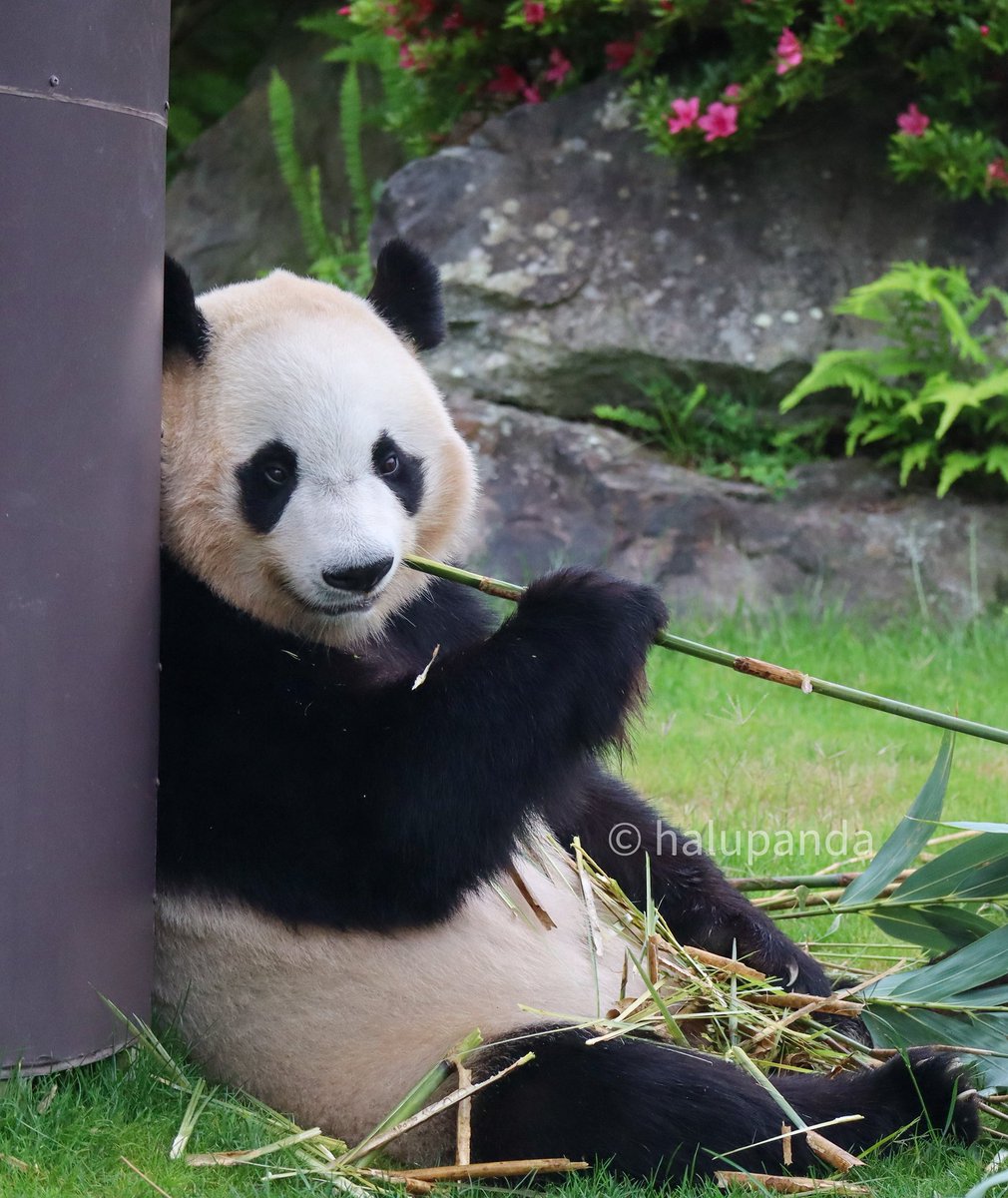 みんなに会えて幸せ過ぎた❤️ありがとう大好きを伝えられました✨
私は日本でみんなと会えるのはこの日が最後でした😣これからも、白浜に、アドベンにいてほしいと思ってしまった😢浜家は白浜に必要だよ！！
#良浜 #結浜 #彩浜 #楓浜 #アドベンチャーワールド #白浜 #和歌山