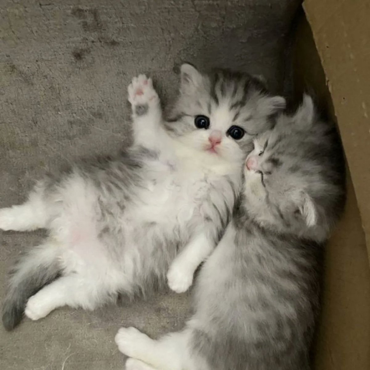 kitten_zukan's tweet photo. ฅ^.ˬ.^ฅ https://t.co/YflvMX4nTI