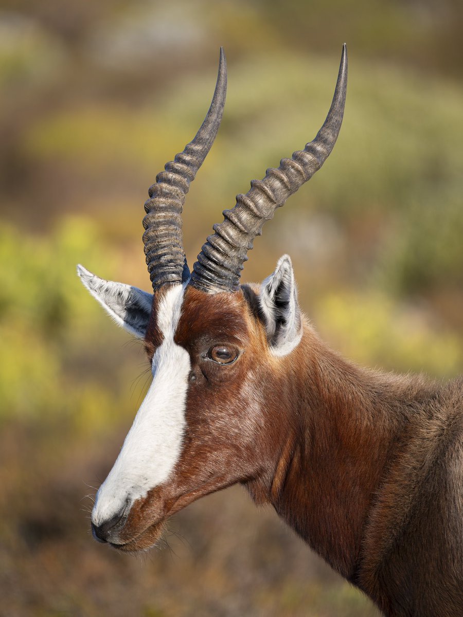 Retrato de #bontebok , uno de los antílopes más bonitos de África