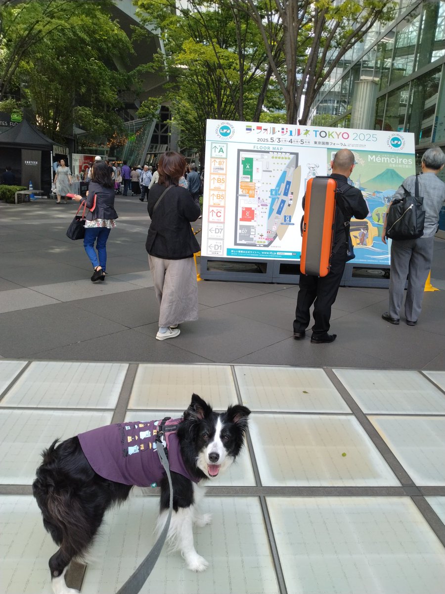 BorderCollieFeb's tweet photo. GWは人が少なくなった所を狙って都会も味わってみたり https://t.co/zXSmTiqm11