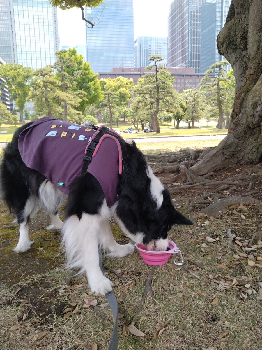 BorderCollieFeb's tweet photo. GWは人が少なくなった所を狙って都会も味わってみたり https://t.co/zXSmTiqm11