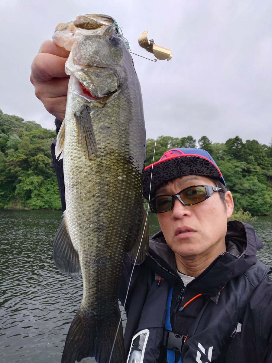 三島ダム　5月24日　小バス番外編
本日のうれしい1匹。
ようやく、今年の初バズベイトフィッシュ、いただきました！
38cm。3/8ozボルケーノグリッパー。
浮きゴミが多いエリアはAKバズも使いますが、それ以外はボルケーノ一択。
ダントツ釣れる。