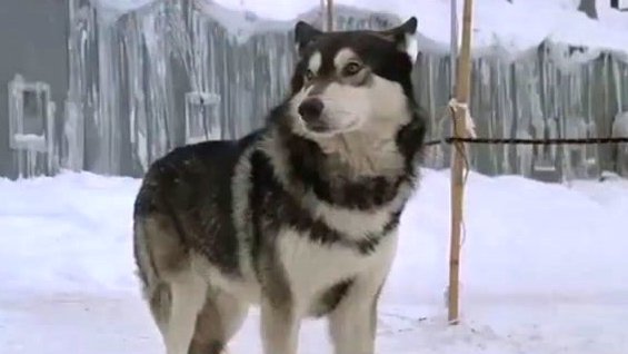 Anyone want to adopt a dog?