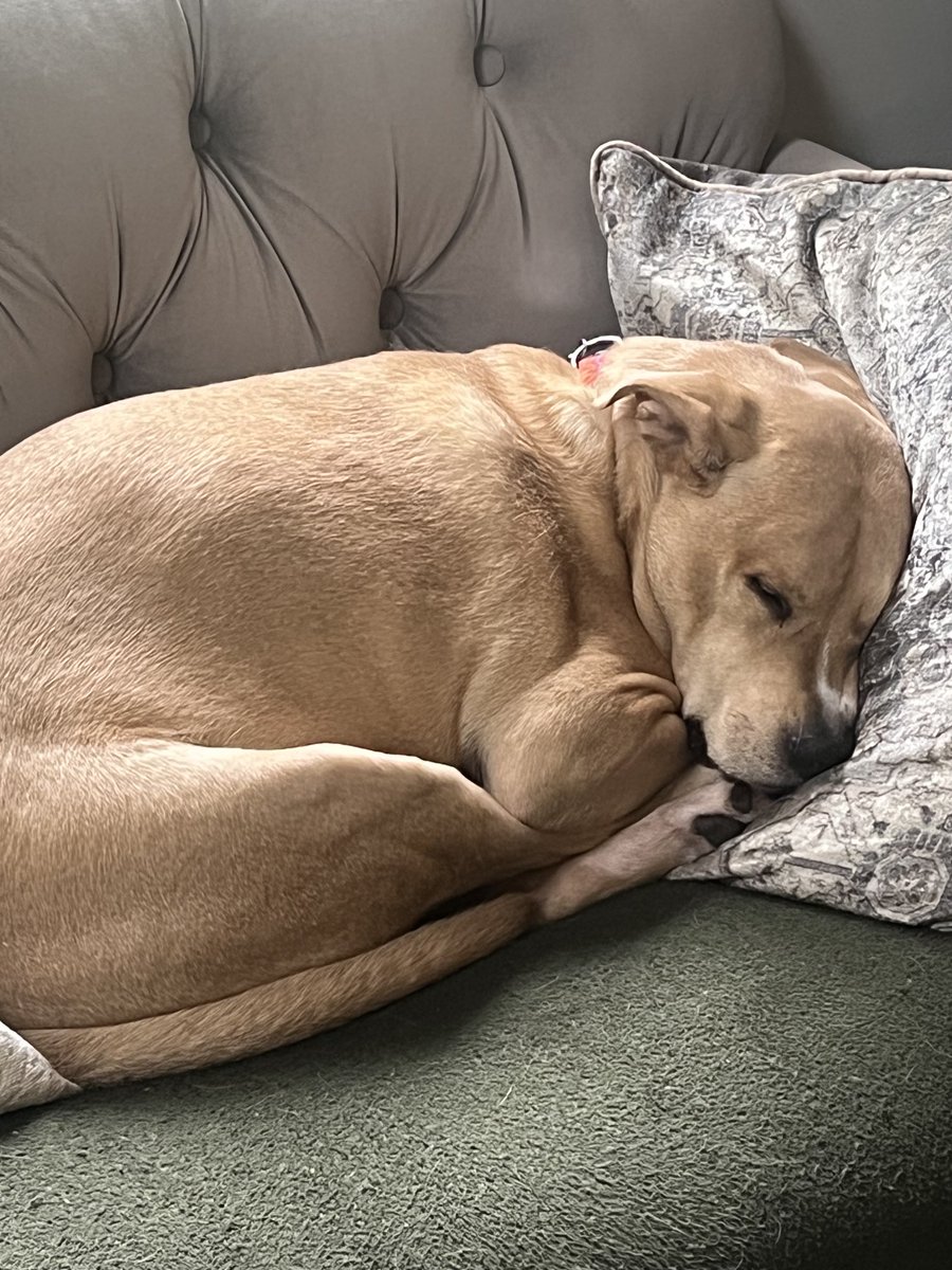 This pampered prince must have a comfy spot to settle in at all times—including an oversized pillow for his massive head😂🤣😂