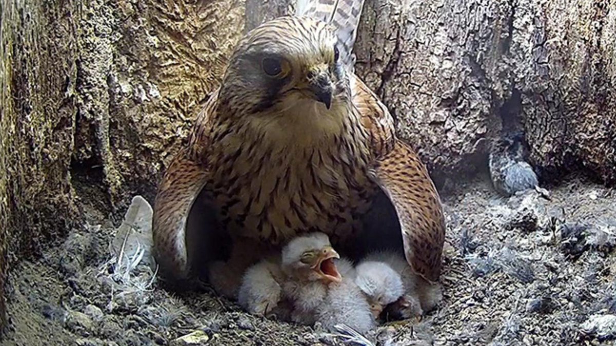 RobertEFuller's tweet photo. Wonderful to see kestrel 4 Athena's chicks hatch out one by one ❤
Watch the film of them hatching here: https://t.co/1arXhVEP6K https://t.co/rNMcEutpUp