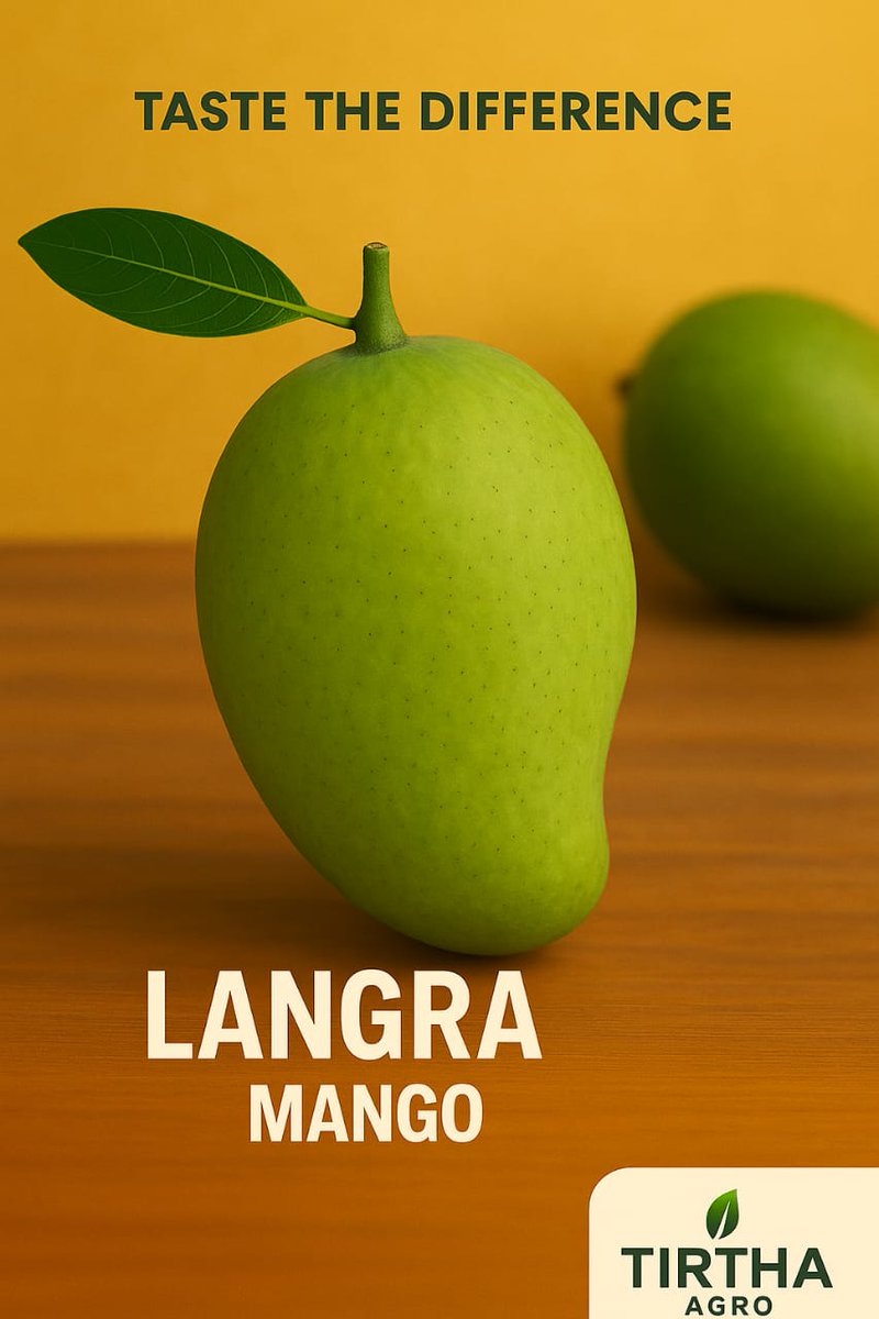 tirthaagro's tweet photo. लंगरा आंबा (Langra Mango) ही भारतात खूप लोकप्रिय आणि पारंपरिक आंबा व्हरायटी आहे, विशेषतः उत्तर भारतात याला मोठी मागणी असते. याचा स्वाद, पोत आणि टिकावूपणा यामुळे याचे व्यावसायिक मूल्य खूप जास्त आहे. https://t.co/OseST4Dnk4