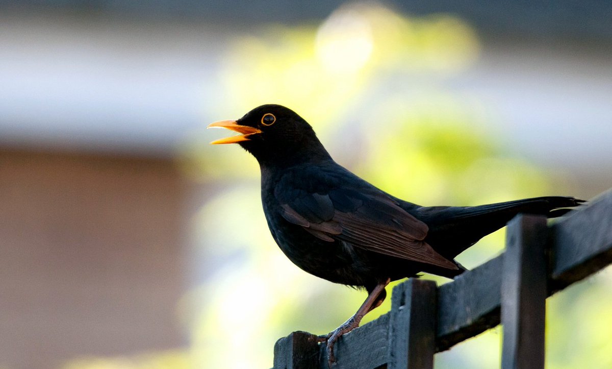 Daddy Blackbird keeping an eye on things in the garden...
