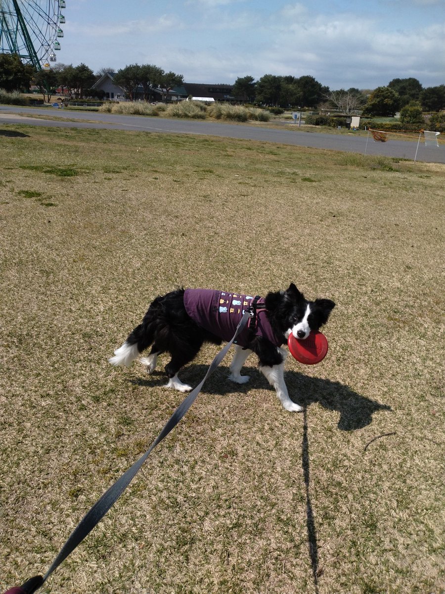 BorderCollieFeb's tweet photo. 先月だけども、
友人家族に会いに行ったら
五分咲きネモフィラも見れてアイスも食べれたふぇぶさん😋 https://t.co/zhx5WVq2Bw