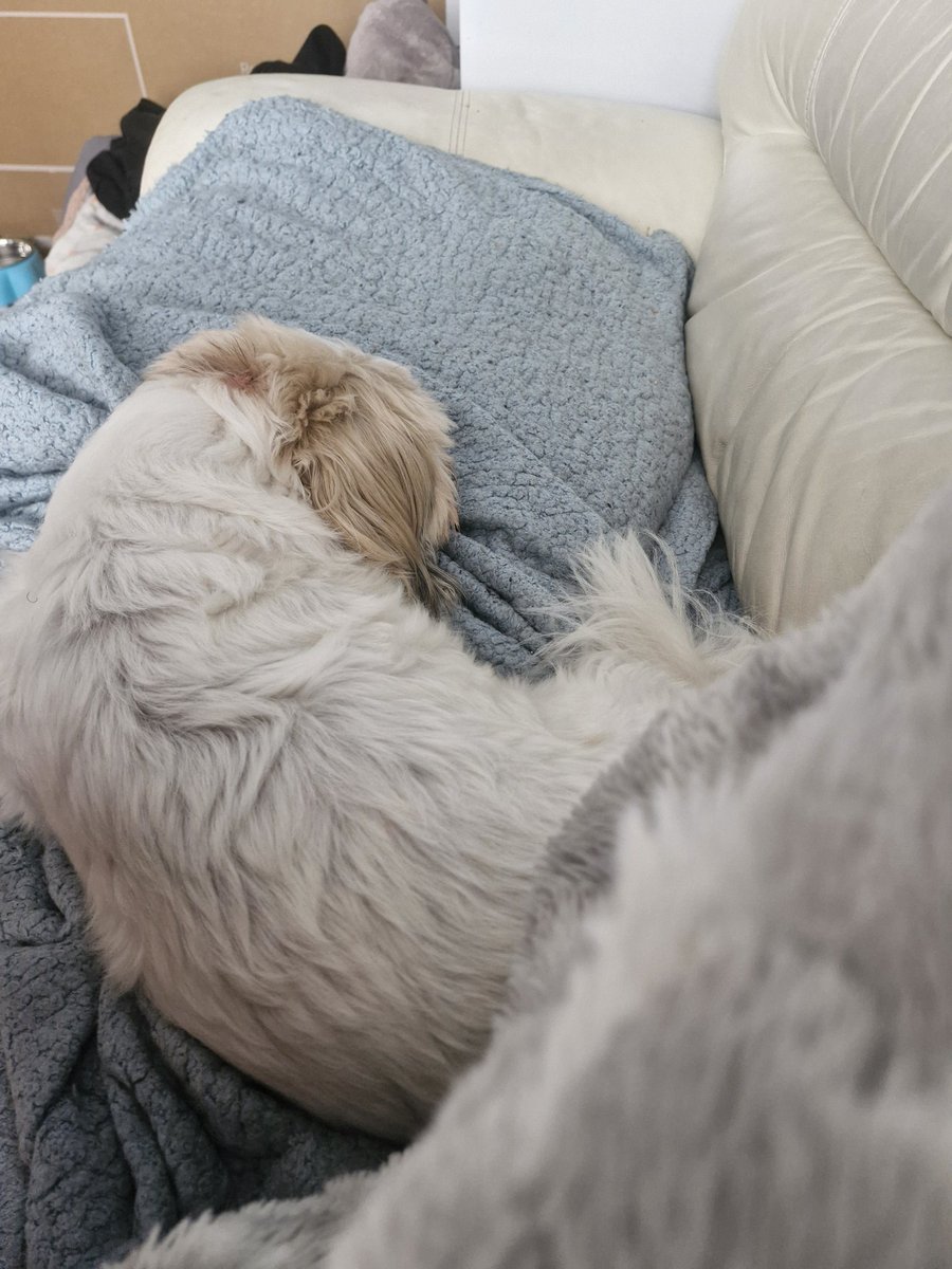 Meant to be looking after mummy because she caught cold and then slip on my cool mat and hurt her knee instead im taking her space 😂 relaxing Saturday 🥰