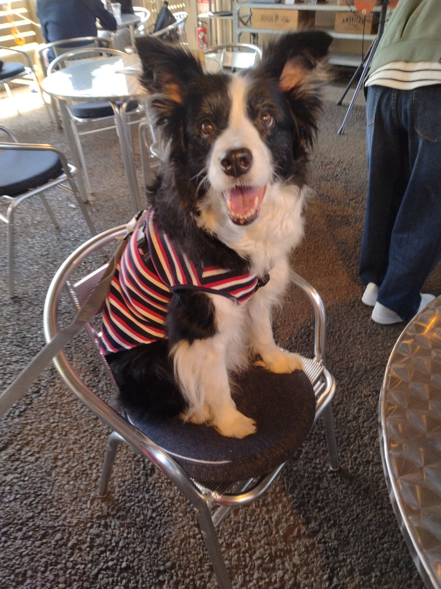BorderCollieFeb's tweet photo. 最近、この座り方が案外安定するらしいことを発見😁

そして、お店のお皿では直接食べないのも新しい発見👀 https://t.co/7cR6JBKR9b