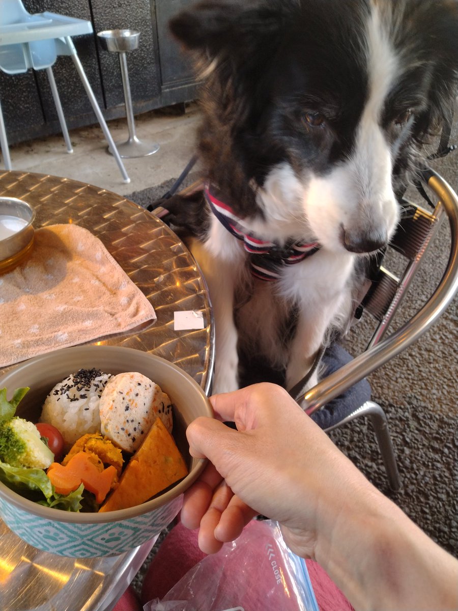 BorderCollieFeb's tweet photo. 最近、この座り方が案外安定するらしいことを発見😁

そして、お店のお皿では直接食べないのも新しい発見👀 https://t.co/7cR6JBKR9b